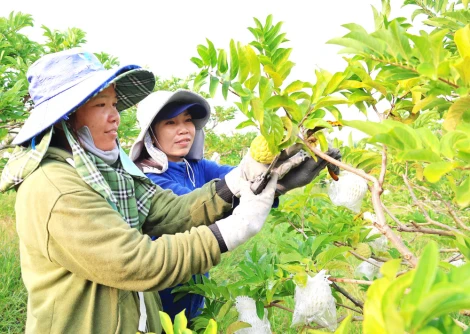 Nông nghiệp hữu cơ nâng tầm nông sản