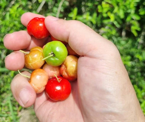 Những lợi ích từ cây sơ ri