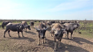 Trâu lên giá, người chăn nuôi phấn khởi