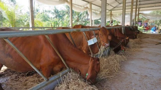 Tây Ninh: Phát triển chăn nuôi quy mô lớn, ứng dụng công nghệ cao