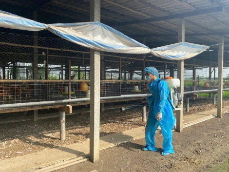 Tây Ninh: 92 cơ sở chăn nuôi đạt chứng nhận an toàn dịch bệnh