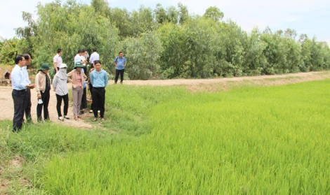 Tây Ninh: Kiểm tra tình hình sản xuất nông nghiệp và phòng, chống lũ