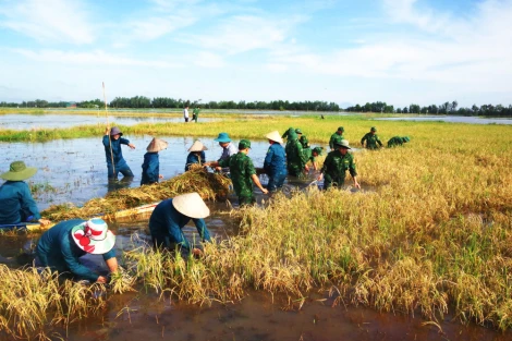 Lực lượng vũ trang tỉnh Tây Ninh giúp dân gặt lúa, dựng nhà trong thiên tai