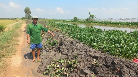 Nỗ lực cứu lúa do nước lũ dâng nhanh