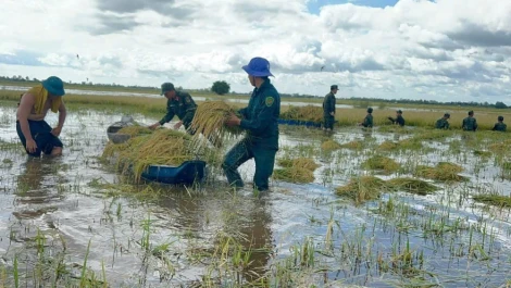 Tây Ninh: Hơn 250ha lúa và cây ăn trái thiệt hại do lũ