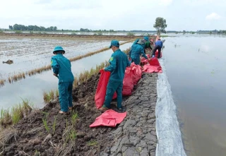 Dân quân xã Bình Thành giúp người dân bảo vệ mùa màng