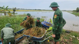 Bộ đội Biên phòng Long Khốt giúp dân gặt lúa chạy lũ