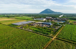 Diện tích mía trong vùng nguyên liệu AgriS Tây Ninh tiếp tục tăng trưởng