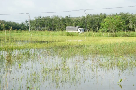 Xã Tân Phú: Ngập úng cục bộ diện tích đất nông nghiệp