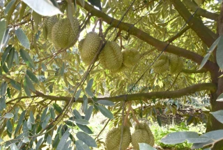 Đẩy mạnh phát triển khoa học, công nghệ, chuyển đổi số trong lĩnh vực nông nghiệp và môi trường