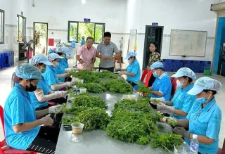 Ước đến cuối năm 2025, Tây Ninh có 540 hợp tác xã