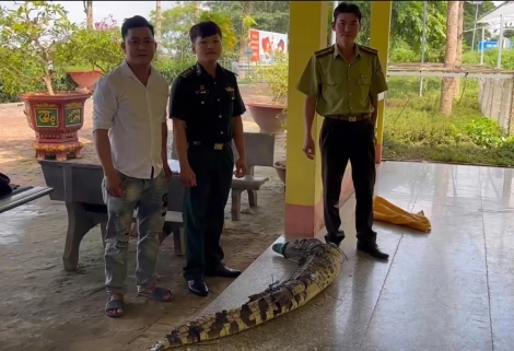 Đồn Biên phòng Sông Trăng bàn giao cá sấu nặng 37kg cho lực lượng kiểm lâm