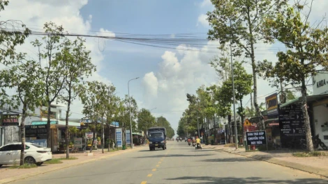 Xã Châu Thành: Cây xanh ven đường chết bất thường sau khi chính quyền từ chối cho chặt hạ