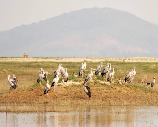Tăng cường bảo vệ các loài động vật hoang dã và nguồn lợi thủy sản
