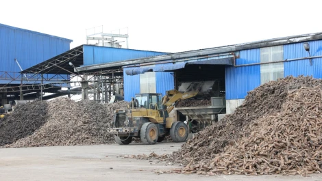 Cần bảo đảm nguồn nguyên liệu khoai mì tươi phục vụ cho các nhà máy