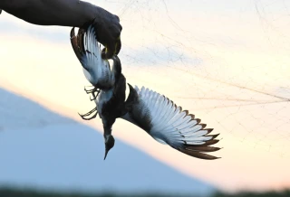 Nhiều lưới 'tàng hình' bắt chim trời