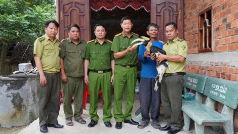 Xã Nhựt Tảo: Người dân giao nộp cá thể chim hồng hoàng quý hiếm