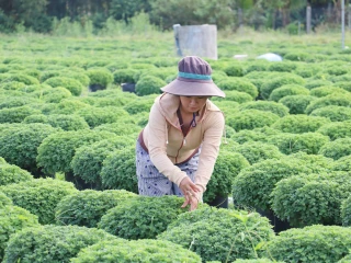 Nông dân xã Hảo Đước tất bật xuống giống vụ hoa tết