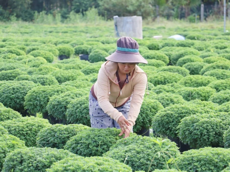 Nông dân xã Hảo Đước tất bật xuống giống vụ hoa tết