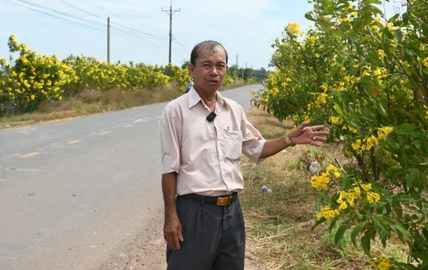 Đốt đồng, cháy xém đường hoa hoàng yến